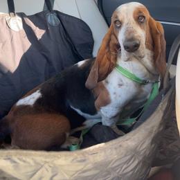 Beatrice - Basset Hound