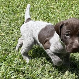 German Shorthaired Pointers from Texas Bay Area Pointers