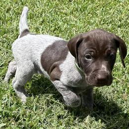 German Shorthaired Pointers from Texas Bay Area Pointers