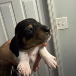 Boy 3 - Piebald male Dachshund puppy in Paisley, Florida from Pantheon Dachshunds