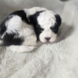 Porsche - Black and white female Shihpoo puppy in Rural Retreat, Virginia from Kopydlowski's Shihpoo and Shichon pups