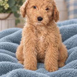 Ares - Apricot male Goldendoodle puppy in Milton, Florida from Sutton Place Doodles