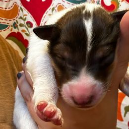 Saffron - Sable and white Collie puppy in Callahan, Florida from Kindred Spirit Collies