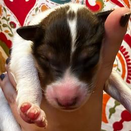 Saffron - Sable and white Collie puppy in Callahan, Florida from Kindred Spirit Collies