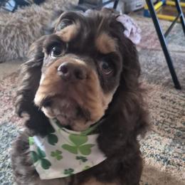 Comet - Brown and tan male Cocker Spaniel puppy in Bonneville County, Idaho from Dream Catcher Cockers