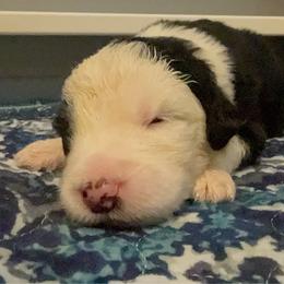 Blue - Gray and white male Old English Sheepdog puppy in Iowa from Midwest Puppy Paws
