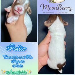 Pollie-CKC - Piebald male Dachshund puppy in Tecumseh, Oklahoma from MoonBerry Miniature Dachshunds