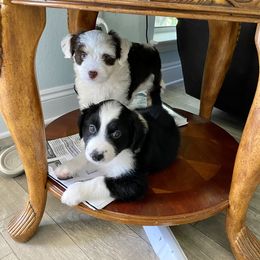 Aussiedoodle Puppies from Ever After Mini Doodles