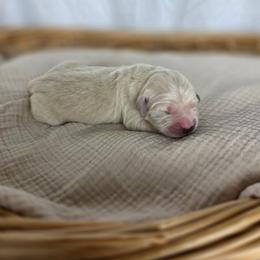1st male - Light golden male Golden Retriever puppy in Decatur, Indiana from Sporting Ridge K9’s