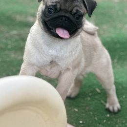 Pug Puppies from Harmony Pugs