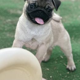 Pug Puppies from Harmony Pugs