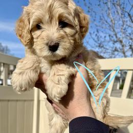 Bernedoodle, Cavalier King Charles Spaniel, and Poodle Puppies from Ellas.Pups (Bernedoodles & Cavapoos)