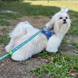 Lhasa Apsos from Mediano AKC Puppies