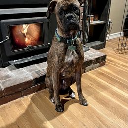 Boxer All Grown Up from Sunshine Boxers 95988