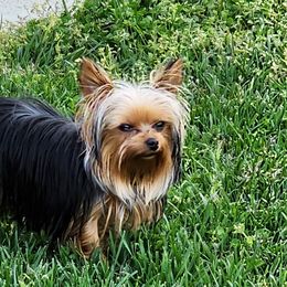 Maltese, Poodles, and Yorkshire Terriers from Lil Pawsome Puppies, LLC