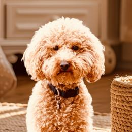Henry - Goldendoodle