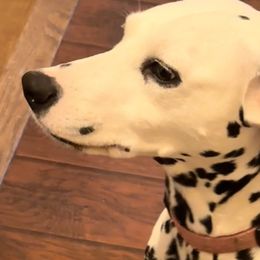 Willow - Dalmatian