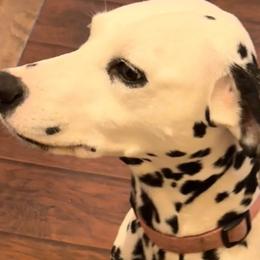 Willow - Dalmatian