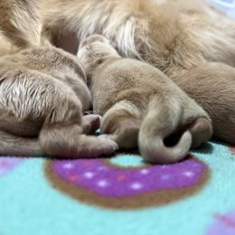 Puppy 3 - Golden female Golden Retriever puppy in Yakima County, Washington from Saddle Rock Kennels