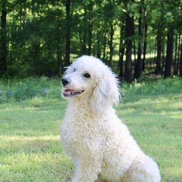 Tilly - Poodle