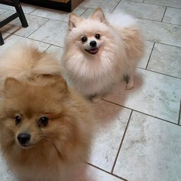 Pomeranians from Lola’s Poms