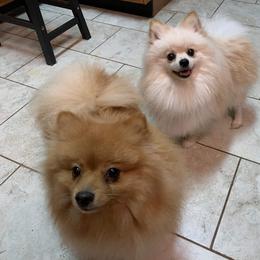 Pomeranians from Lola’s Poms