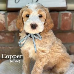 Copper - Apricot male Australian Labradoodle puppy in Citrus Heights, California from Elite Blend Labradoodles