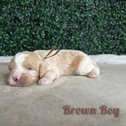Brown Boy - Red male Bernedoodle puppy in Modesto, California from Two Doods Doodles