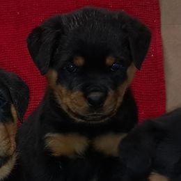 Boy 3 - Black and mahogany male Rottweiler puppy in De Witt, Iowa from Irish Eyes Kennels