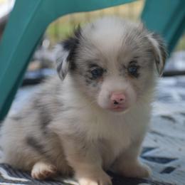 Iron Man - Brindle and white male American Corgi puppy in Lithia, Florida from Diamondcrest Inc