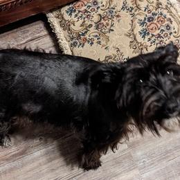 Miniature Schnauzers and Schnoodles from Central AR Schnoodles