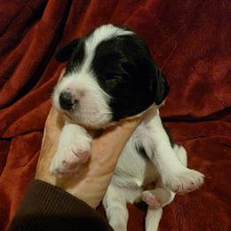 Glory - Parti female Labradoodle puppy in Churchill County Fallon, Nevada from Card Family Ranch