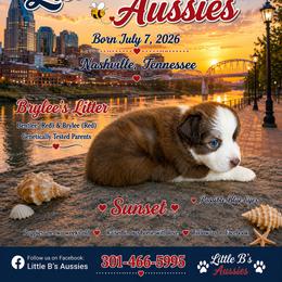 Sunset - Red tri female Miniature Australian Shepherd puppy in Nashville, Tennessee from Little B’s Aussies