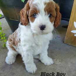 Black Boy - Apricot male Cavapoo puppy in Wisconsin from Catch A Cavapoo