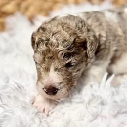 Sweet Cheeks - Merle male Goldendoodle puppy in Mc Kinney, Texas from Flair Doodles
