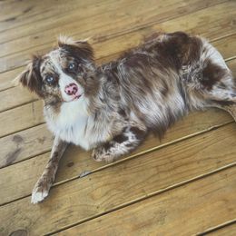 Annie - Australian Shepherd
