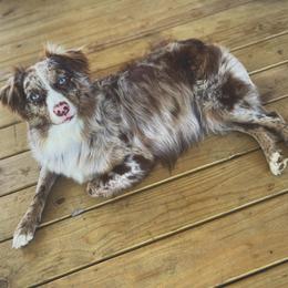 Annie - Australian Shepherd