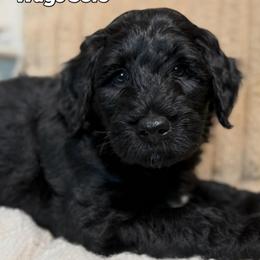 Wags Solo - male Golden Mountain Doodle puppy in Puyallup, Washington from Majestic Mtn Pups
