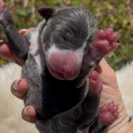 Blythe - Blue female Italian Greyhound puppy in Southwest Florida, Florida from Woofford Italian Greyhounds
