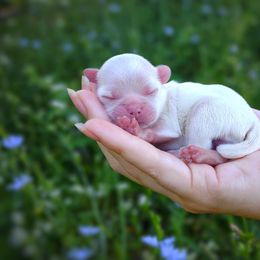 Companion Cross, Havanese, Mal-Shi, Maltese, Maltipoo, Morkie, and Shih Tzu Puppies from Seeking Shalom Acres Maltese, Maltipoos & Havamalts