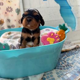 Pebbles - Black and tan female Cavalier King Charles Spaniel puppy in Destin, Florida from Ruby’s Coastal Cavaliers