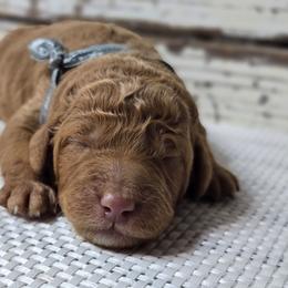 Loki - Red  male Goldendoodle puppy in Austin, Texas from Austin Doodles & Poodles