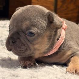 Supernova - Tricolors female French Bulldog puppy in Almo, Kentucky from Busy Bee French Bulldogs