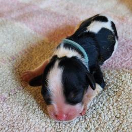 Boy 1 - Tri-color male Cavalier King Charles Spaniel puppy in Albany, Oregon from Hit Parade Cavaliers