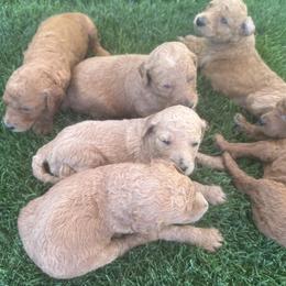 Goldendoodles from Lucky7Ace