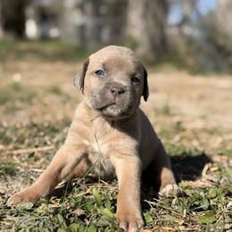 Male 5 - Gray and fawn male Cane Corso puppy in Sandia, Texas from OneTime Cane Corso
