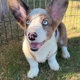Bobble - Blue merle and white male Cardigan Welsh Corgi puppy in San Diego ,Ca, California from SoCal Native Corgis