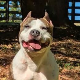 Stevie - American Staffordshire Terrier