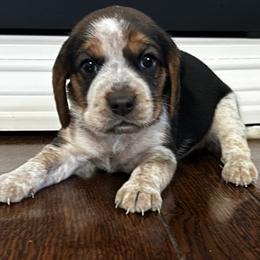 Girl 2 - female Beagle puppy in Walnut Grove, Missouri from C & L Beagles and Bassets