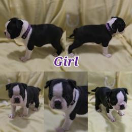 Purple - Black and white female Boston Terrier puppy in Clinton Township, Michigan from Greenberg's Boston Terriers & Bullies of Metro Detroit